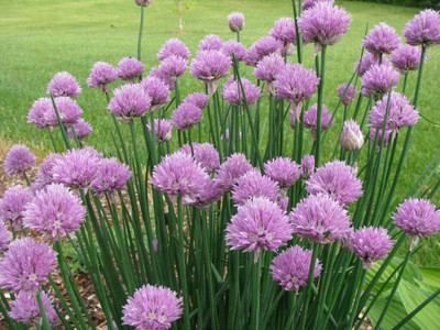 KNESSiN Heat Tolerant Garlic Chives Onion Vegetable Seeds for Garden-(2400 Seeds) Seed(2400 per packet)