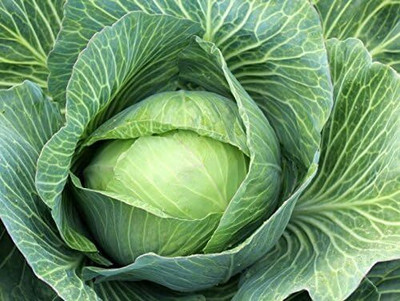 WILLVINE SYN -VIII Late Flat Dutch Cabbage Seeds [1g] Seed(300 per packet)