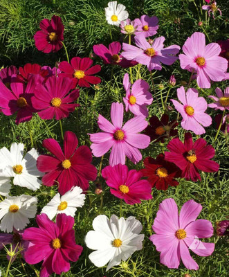 VibeX ATS-16 - Cosmos Flower Sensation Mixed 4 Colour - (90 Seeds) Seed(90 per packet)