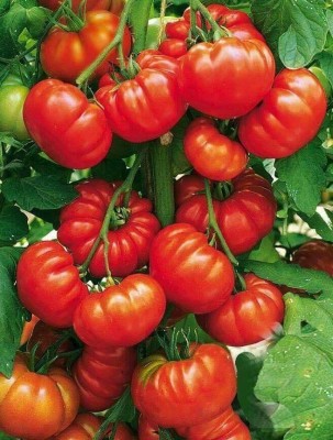 BSARKAR Tomato seed Seed(30 per packet)