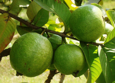 KANAYA Guava Fruit Hybrid Seed(30 per packet)