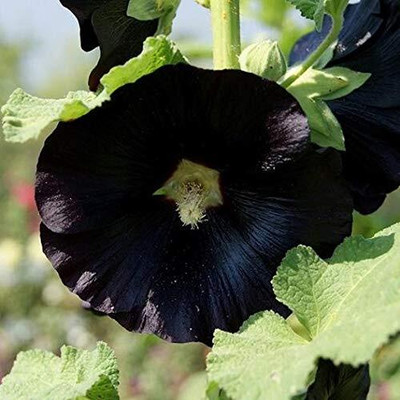 Lorvox Exotic holly hock Seed(75 per packet)