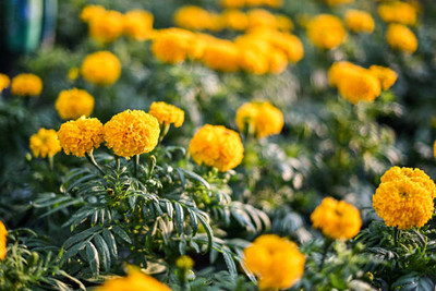 Liance marigold,gende ka phool seeds Seed(20 per packet)