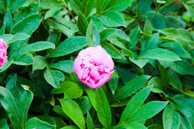 XOLDAA balsam frower Seed(25 per packet)