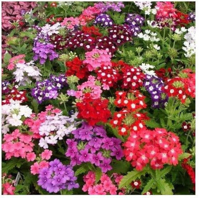 AMAJIT Verbena Flower Seeds Mix Color - (Pink, Purple, Red, White & Blue) Seed(36 per packet)