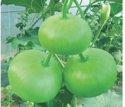 Avysa Round Bottle Gourd, Ghiya Seed(40 per packet)