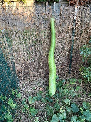 CYBEXIS NDIR-85 - Giant Very Long (About 7 to 9 FEET Long) Bottle Gourd - (100 Seeds) Seed(100 per packet)