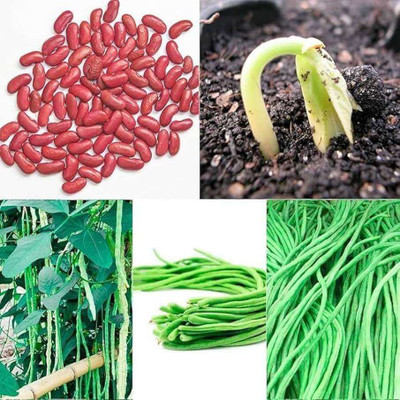 SEMINA VITA ™ Yard long Bean/Barbati Seeds for Planting, High Yield Seed Seed(76 per packet)