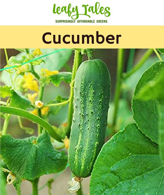 TRICONE Rajni Cucumber Kheera Seeds 320 Beej F6 Seed(320 per packet)