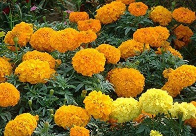 CYBEXIS VXI-87 - African Marigold Orange Flame - (2250 Seeds) Seed(2250 per packet)