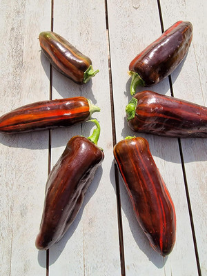 KNESSiN F1 Hybrid Chocolate Cherry Chilli Seeds For Gardening-(1200 Seeds) Seed(1200 per packet)