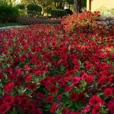 WILLVINE VXI-319 Petunia Easy Wave Velour Red Seeds Seed(50 per packet)