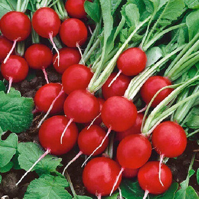 Finiox Redround Radish Seed(50 per packet)