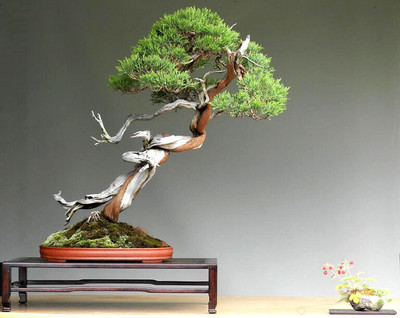 NooElec Seeds India Dwarf Savin Juniper Bonasi Tree Seed(15 per packet)