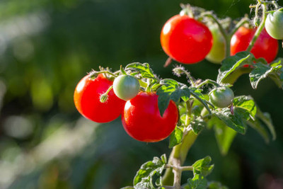 KOO Retails tomato Seed(145 per packet)