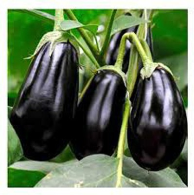 GreenServe Hybrid Brinjal/Begun seeds for Indoor&outdoor Gardening(200pcs per packet)j6 Seed(205 per packet)