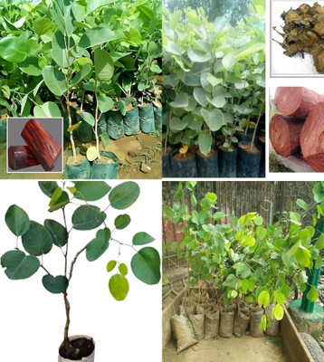 ibains mini red sandalwood trees seeds beez 10 Seed(10 per packet)