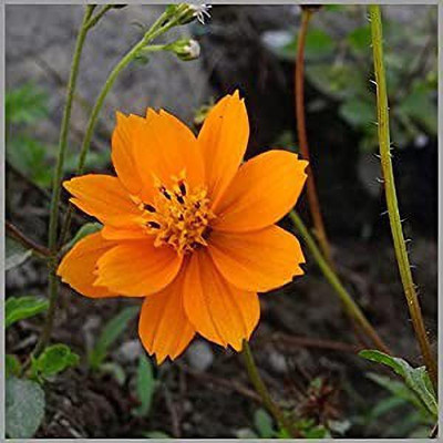 MAA A Cosmos Sensation136 Seed(31 per packet)