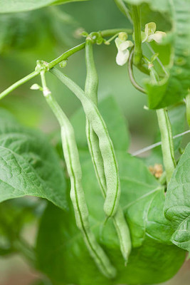 Kodali 39 Pcs-Bean Seed Seed(39 per packet)