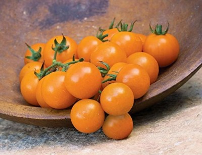 Quentova Sun Gold Cherry Tomato 10gm Seeds Seed(4000 per packet)