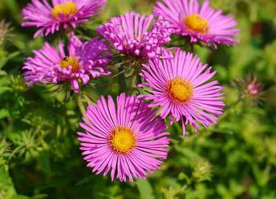 Lorvox HYBRID SEEDS Aster Seed(30 per packet)