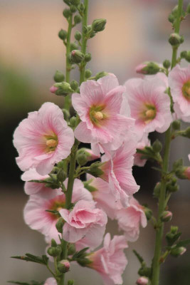 Lorvox Double hollyhock flower seeds all colour Seed(30 per packet)