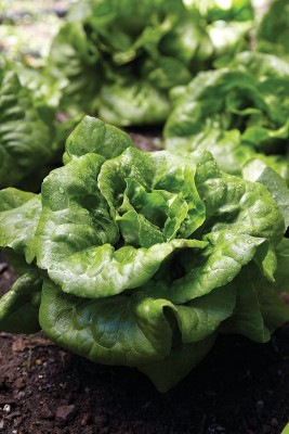 VibeX XL-63 - Buttercrunch Lettuce - (450 Seeds) Seed(450 per packet)