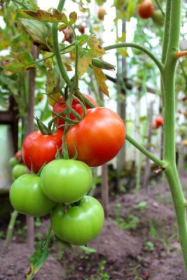 Vlog Bazar tomato Seed(35 per packet)