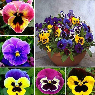 CYBEXIS Pansy Seeds Indoor Mix Color Wavy Viola Tricolor Seed(1 g)