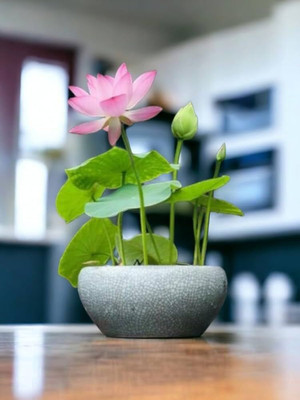 DEYS AGRO ™ japanese bonsai lotus seeds,kamal seeds,kamal gatta Seed(37 per packet)