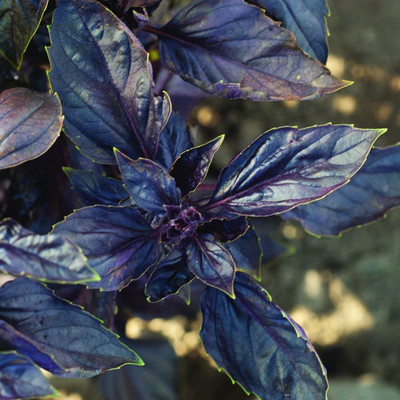 Quentova Basil Red Rubin Basil-DLX Seed(250 per packet)