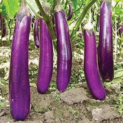 CYBEXIS Long Purple Brinjal Eggplant Vegetable Seeds600 Seeds Seed(600 per packet)