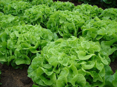 VibeX HUA-99 - Green Oak Leaf (Oakleaf)Lettuce - (1350 Seeds) Seed(1350 per packet)