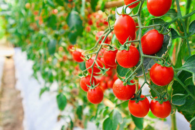SSG tomato Seed(100 per packet)