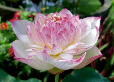 LPR LOTUS,KAMAL Seed(30 per packet)