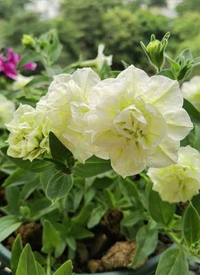 CYBEXIS PAU-96 - Petunia Hanging Flower Dwarf - (60 Seeds) Seed(60 per packet)