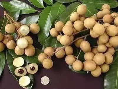 Aro Litchi, Lichi, Lychee Seed(19 per packet)
