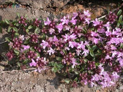 CYBEXIS VVI-55 - Wild Creeping Thyme - (1350 Seeds) Seed(1350 per packet)
