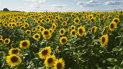 KANAYA Sunflower Flower Seed(10 per packet)