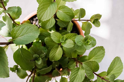 KANAYA Pudina/Mint Hebrs Seed(150 per packet)