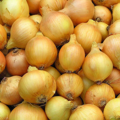 WILLVINE PUAS -IV Utah Yellow Sweet Spanish Onion [10g] Seed(7500 per packet)