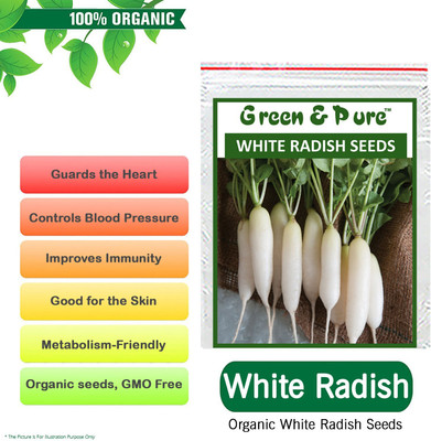 WILLVINE High Yield Organic Vegetable Seeds - White Radish-[4000 Seeds] Seed(4000 per packet)