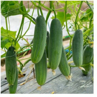 LiveNature Vegetable Seeds | Cucumber/Kheera Seeds | Desi Seeds | For Pot & Home Garden Seed(50 per packet)