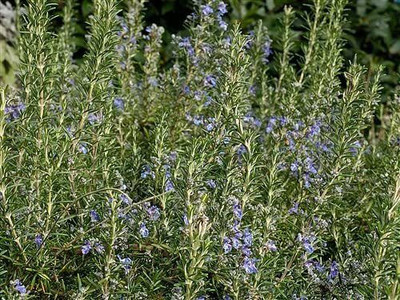 CYBEXIS PUAS-77 - Herb Rosemary - (2250 Seeds) Seed(2250 per packet)