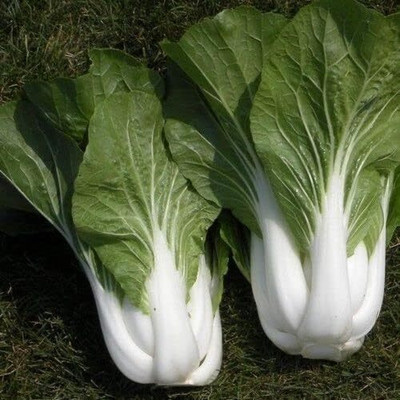 WILLVINE SYN -IV Bok Choy or Chinese Cabbage [25g] Seed(7500 per packet)