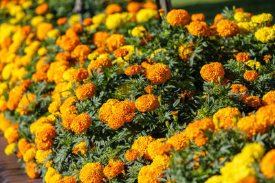 True Elements marigold/gende ka phool flower seeds Seed(75 per packet)