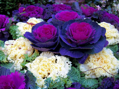 WILLVINE SYN -IV Flowering Kale Large Leaf Mix Ornamental Cabbage [5g] Seed(1500 per packet)