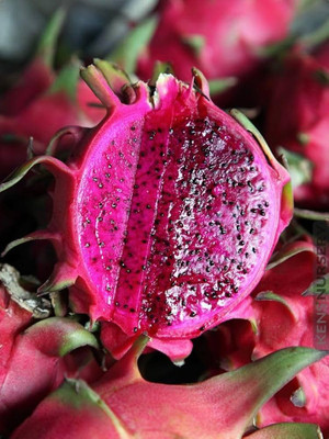 ibains Hybrid dragon fruit seeds pack of 10 Seed(10 per packet)