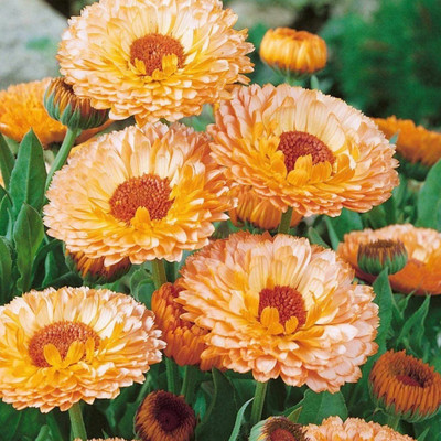 Platis Calendula Flower Seed(80 per packet)