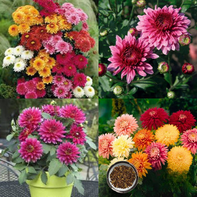 ibains Chrysanthemum flower mix seeds for garden 17 Seed(17 per packet)